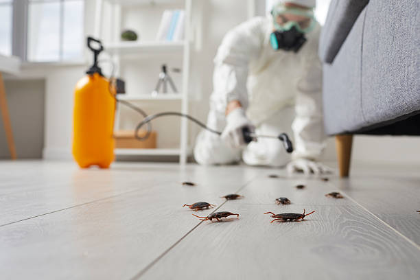 Trusted Termite Control service in Ladera Heights, CA - Nex Pest Control